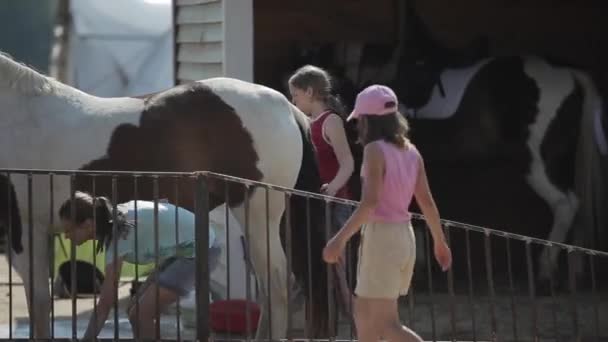 Мінськ, Білорусь - 19 липня 2019: Дівчата підліткового віку миють і чистять коня біля стайні на ранчо. — стокове відео