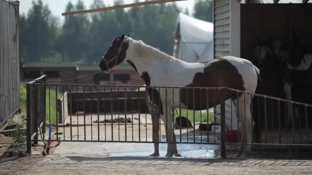 Minsk, Belarus - 19 Ιουλίου 2019: Προφίλ όμορφου αλόγου δεμένο κοντά στους στάβλους σε ράντσο αλόγων — Αρχείο Βίντεο
