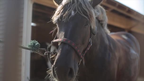 En närbild av huvudet på en brun häst knuten till en pelare vid stallet på en hästgård. Framifrån — Stockvideo