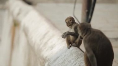 A momma monkey walking with her baby monkey on her back in Kathmandu, Nepal, temple.