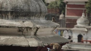 Katmandu, Nepal 'de plastik torba tutan vahşi bir maymun. Çatıda otururken.