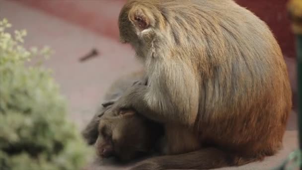 Een nepalese aap plukt luizen, vlooien van een andere aap in Kathmandu, Nepal. — Stockvideo