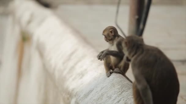 Une maman singe marche avec son bébé singe sur le dos à Katmandou, au Népal, temple .