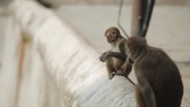 Обезьянка-мамочка идет со своей обезьянкой на спине в Катманду, Непал, храм . — стоковое видео