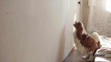 Köpek, güneşli bir tavşan için odanın duvarına yakın zıplamak çok komik. Yavaş çekim