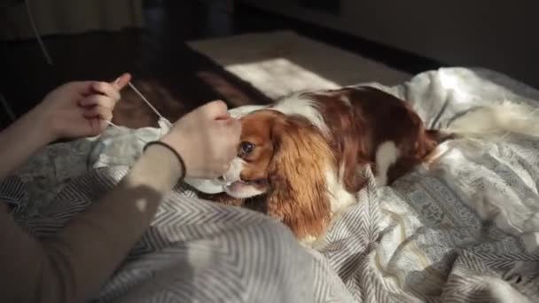 Een grappige video van een jong meisje die een beschermend masker op haar hond probeert te doen tijdens de quarantaine. Coronavirus. COVID-19 — Stockvideo