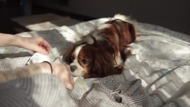 Durante la cuarentena una joven le pone una máscara médica a un perro. Coronavirus.COVID-19 — Vídeos de Stock