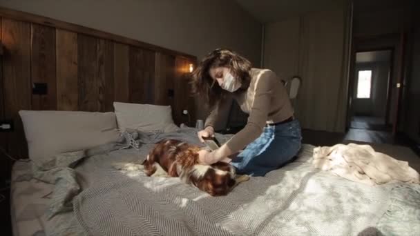 En ung attraktiv flicka i skyddsmask kammar sin hund hemma i karantän. Coronavirus. COVID-19 — Stockvideo