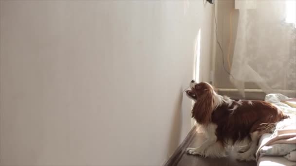 Cão engraçado joga na sala salta na parede para um coelho do sol e pega com as patas. espaço para texto — Vídeo de Stock