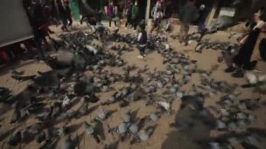 Katmandu, Nepal - 14 Kasım 2019: Küçük nepalli bir çocuk şehirde bir güvercin sürüsüyle oynuyor. Nepal, Katmandu.