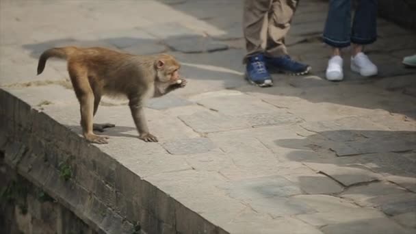 ネパールのカトマンズで食べ物を探している野生の猿. — ストック動画