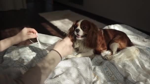 Ein lustiges Video von einem jungen Mädchen, das versucht, ihrem Hund während der Quarantäne eine Schutzmaske anzulegen. Coronavirus. COVID-19 — Stockvideo