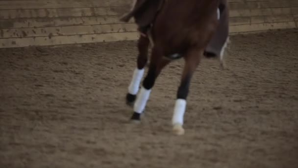 Bir at çiftliğindeki kapalı bir arenanın kumları boyunca koşan kahverengi atın bacakları yavaş hareket ediyor. Yakın plan. — Stok video