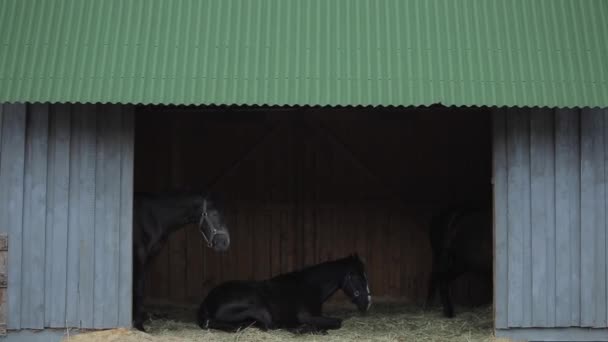 Un caballo oscuro sobre un fondo oscuro de un establo yace sobre un heno en una puerta abierta en un rancho de caballos — Vídeos de Stock