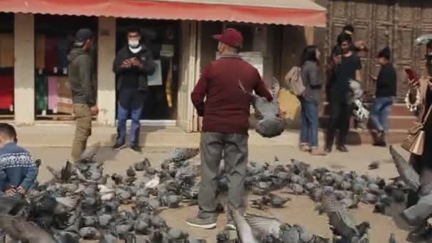 Katmandu, Nepal - 14 november 2019: En flock duvor vid ett torg. En gammal man matar dem. Ungarna leker. Katmandu, Nepal. — Stockvideo