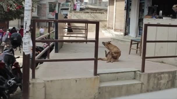 Un perro callejero arañándose en medio de una ciudad. Nepal, Katmandú, India . — Vídeo de stock