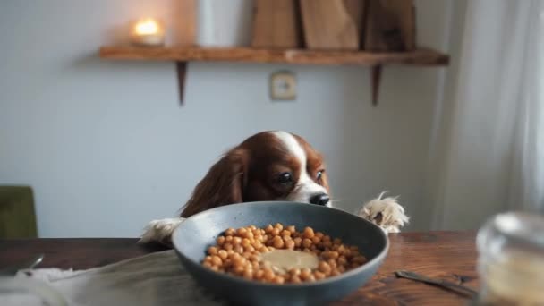 Un perro divertido se sienta en una mesa al lado de un tazón de garbanzos con ingredientes para hacer hummus casero. Primer plano — Vídeos de Stock