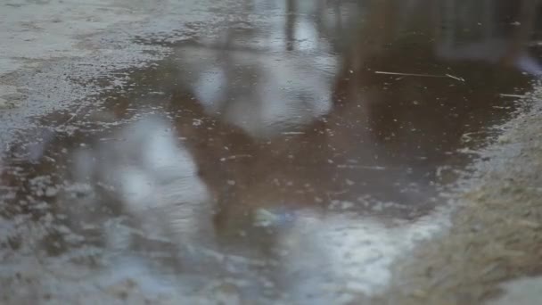 Reflection in a puddle of a young girl holding a horse under the bridle. Close-up. Blurry shooting — Stock Video