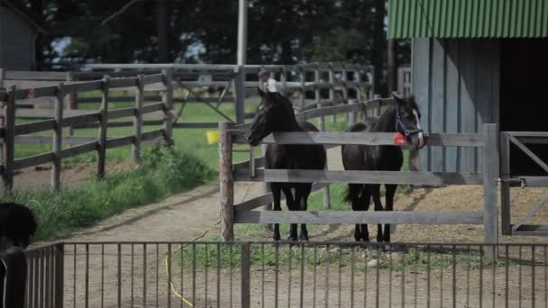 Minsk, Belarus - 19 juli 2019: Paarden staan in een stal op een ranch en kijken hoe een klein meisje en een grote hond er langs lopen — Stockvideo