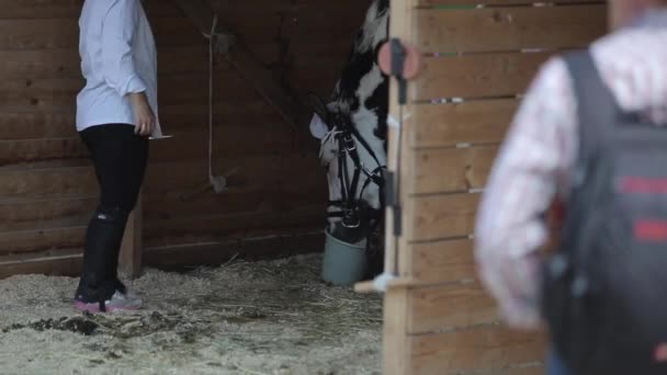 Minsk, Bielorrusia - 19 de julio de 2019: Un caballo bebe agua de un cubo mientras está de pie en un paddock del rancho, y luego una mujer toma un cubo y se lleva — Vídeos de Stock