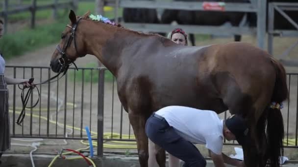 Minsk, Bielorrusia - 19 de julio de 2019: Un hombre y una niña lavan un caballo en el corral de un rancho ecuestre mientras otra joven lo sostiene bajo la brida — Vídeos de Stock