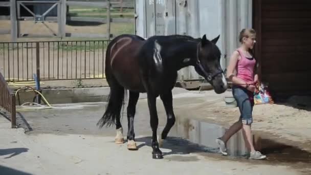 Minsk, Bielorrússia - 19 de julho de 2019: Uma linda adolescente levou um belo cavalo brilhante escuro a uma barraca com feno ao ar livre sob um freio — Vídeo de Stock