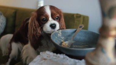 Güzel küçük bir köpek mutfak masasında otururken bir kase yemeği yalıyor. Yakın plan.