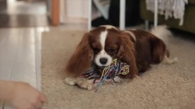 Genç bir kız dairesinin zemininde sevimli küçük köpeğiyle oynuyordu. Oyuncağını alıyordu. Yakın plan.