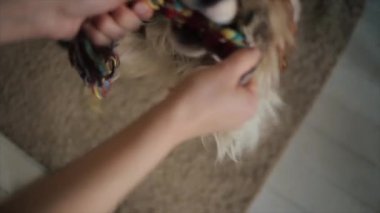 Küçük komik bir köpek atlıyor ve oyuncağını genç bir kızın elinden alıyor. Yakın plan. Yavaş çekim