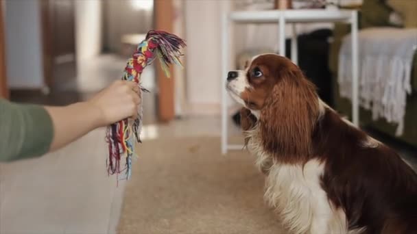 Een jong meisje speelt met haar schattige hondje in een flat neemt een speeltje van haar hond af. Close-up — Stockvideo
