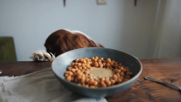 Un perro divertido se sienta en una mesa al lado de un tazón de garbanzos con ingredientes para hacer hummus casero. Primer plano — Vídeos de Stock