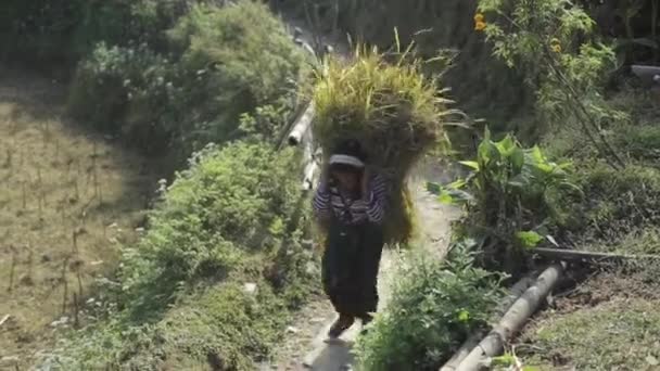 Pokhara, Nepal - 18. November 2019: Eine nepalesische Frau trägt grüne frische Reispflanzen bei sich. Nepal. — Stockvideo