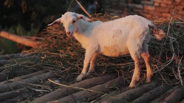 Una bella capra che mangia fieno. Luce soffusa, villaggio. All'aperto, mattina. Famiglie. . — Video Stock
