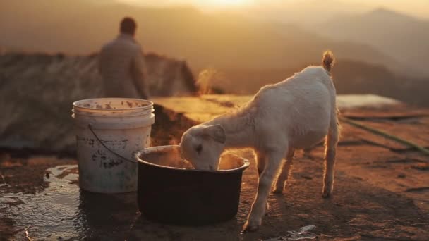 Gün batımında, gün doğumunda bir keçinin kovadan yemek yediği güzel bir kare. Doğa, köy, Nepal. — Stok video