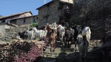 Pokhara, Nepal - 18 Kasım 2019: Nepal köyünde taşlı bir yolda yürüyen bir keçi sürüsü. Nepal, çobanlar.