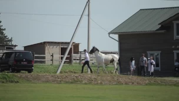 Minsk, Bielorussia - 19 luglio 2019: l'uomo alla guida del cavallo — Video Stock