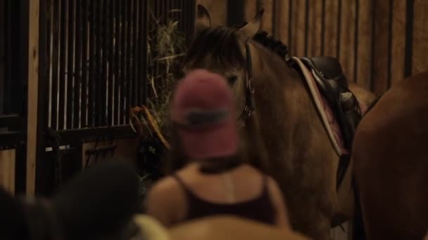 Minsk, Belarus - 19 Ιουλίου 2019: Κοντινό πλάνο του κεφαλιού αλόγου στο οποίο ένα νεαρό όμορφο κορίτσι-τζόκεϊ βάζει λουρί σε στάβλο σε ράντσο — Αρχείο Βίντεο