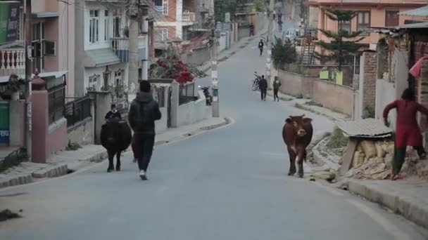 尼泊尔加德满都- 2019年11月22日：尼泊尔街。印第亚奶牛和街上的人印度的气氛 — 图库视频影像