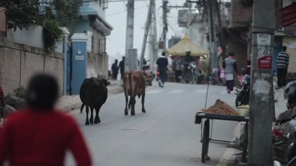 Kathmandu, Nepal - 22. November 2019: Kühe, Fahrzeuge, Menschen überqueren die Straße in Katmandu, Nepal. — Stockvideo