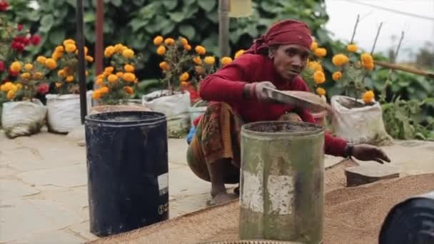 Kathmandu, Nepal - 25. November 2019: Eine alte nepalesische Frau sammelt Reiskörner in einem Eimer. Nepalesin sichtet einen Reis im Hof. — Stockvideo