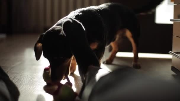 Dog Dachshund φυλή παίζει με το παιχνίδι του σε ένα δωμάτιο στο πάτωμα δίπλα στον ιδιοκτήτη του. Κοντινό πλάνο — Αρχείο Βίντεο