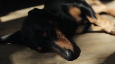 Köpek cins dachshund güneş ışığında odanın zemininde uyuyor. Yakın plan muhbir köpeği. Işık ve gölgenin oyunu