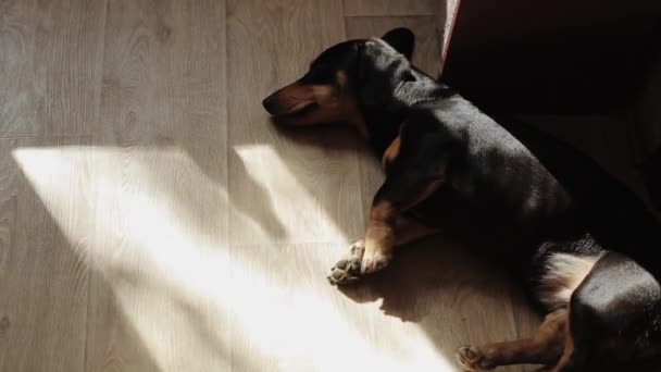 Köpek cinsi dachshund odanın zemininde uyuyor. Güneş parıldıyor ve sallanan bir perdenin gölgesi. Yakın plan. — Stok video