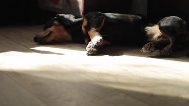 Chien de race teckel dort sur le sol de la pièce, étirant ses pattes dans la lumière du soleil tombant de la fenêtre. Gros plan 