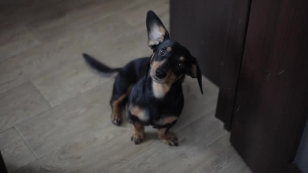 Raça cão dachshund está sentado no chão da sala com uma orelha saindo e divertidamente torce a cabeça. Close-up — Vídeo de Stock