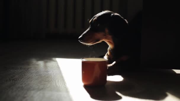 En liten hund av Dachshund rasen ligger nära en ångande kopp te på golvet i rummet i solen. Närbild. Sidovy — Stockvideo
