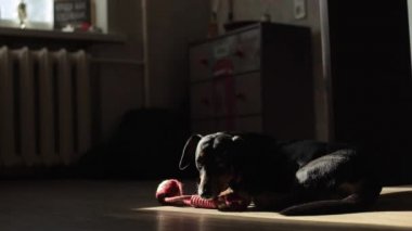 Dachshund cinsinden küçük bir köpek güneş ışığında yerde yatıyor. Kafası oyuncağın üzerinde dinleniyor ve kuyruğunu sallıyor.