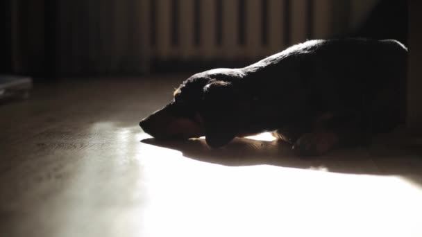 A small dog of the Dachshund breed lies on the floor of a dark room in the sunlight amusingly turns its head and then leaves. Close-up — Stock Video