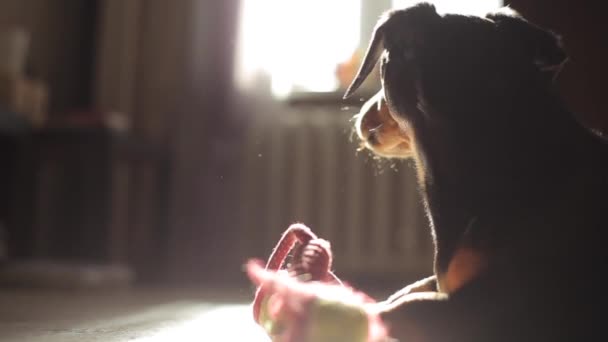 Un pequeño perro de raza Dachshund se encuentra en el suelo de la habitación en los rayos de luz solar junto a su juguete. Primer plano. Vista lateral — Vídeo de stock