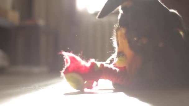 Een kleine hond van het Dachshund ras ligt op de vloer van de kamer in de stralen van zonlicht en knaagt aan zijn speelgoed. Close-up — Stockvideo